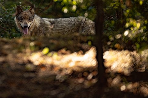 Κορυφώνονται οι εκδηλώσεις για Αποκριά και Κούλουμα σε όλη την Μαγνησία