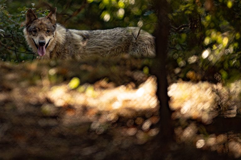 Τι πρέπει να κάνετε αν έρθετε αντιμέτωποι με λύκο – Φωτογραφία ντοκουμέντο από την επίθεση στην Πάρνηθα