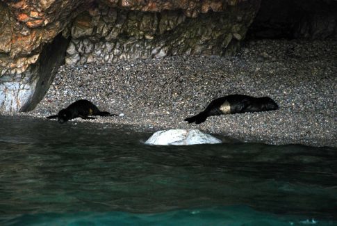 Θρίαμβος για το 2ο ΕΠΑΛ Νέας Ιωνίας – Με 6-0 στον τελικό Θεσσαλίας και βλέπει Πανελλήνιο