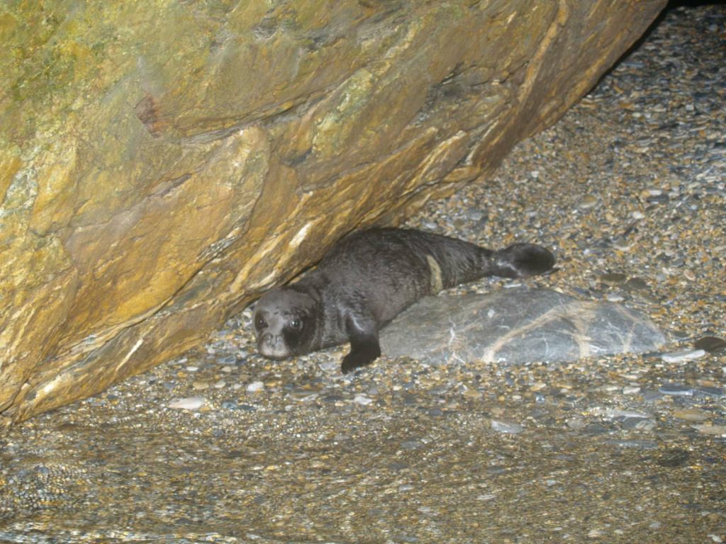 Ρεκόρ γεννήσεων μεσογειακής φώκιας στην Αλόννησο