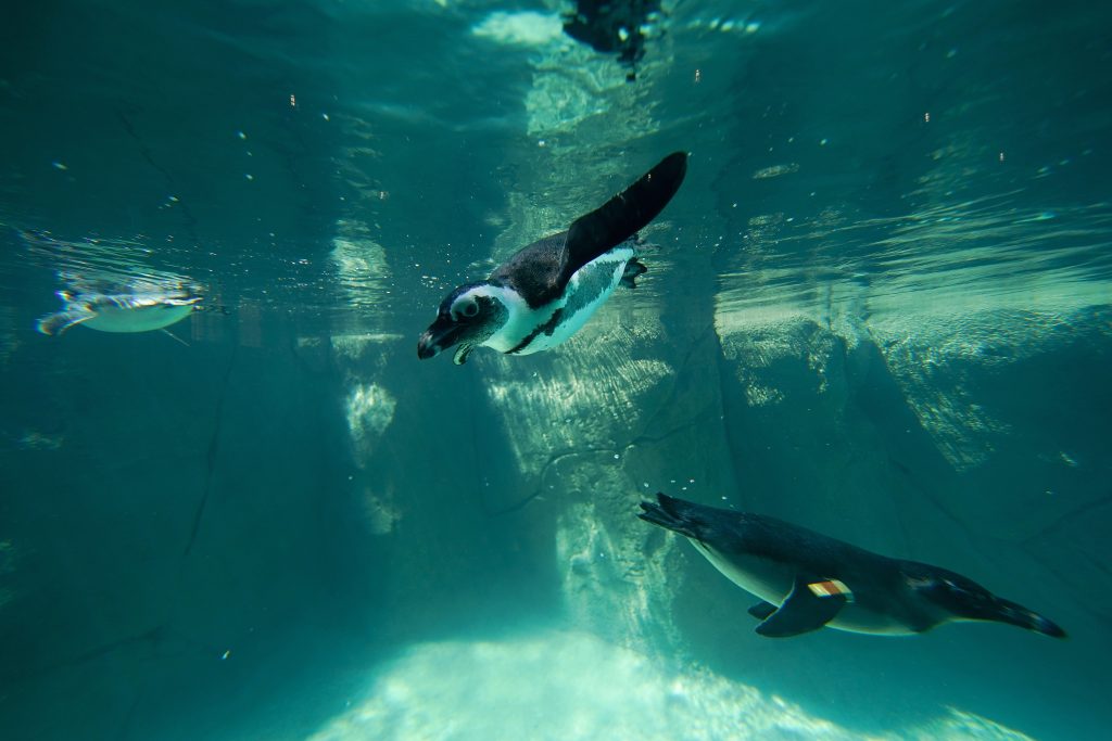 Επιστήμονες ανακάλυψαν κάτι συγκλονιστικό για τους αφρικανικούς πιγκουίνους: Με τι αναγκάζονται να ταΐσουν τα μικρά τους