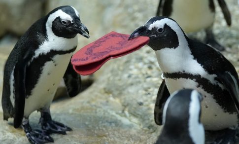 Πώς συνελήφθη ο 54χρονος Έλληνας στο Κοπτερό Ροδόπης που κατηγορείται για δολιοφθορά σε γερμανικά πολεμικά πλοία