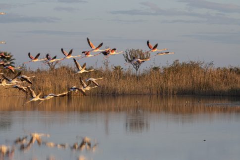 Θεσσαλονίκη: Σε ΜΕΘ του Παπαγεωργίου θα συνεχιστεί η νοσηλεία του οπαδού του ΠΑΟΚ που διακομίστηκε από τη Ρουμανία