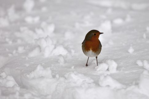Η ιδεολογία της Χούντας <br> Οι μύθοι και η προπαγάνδα