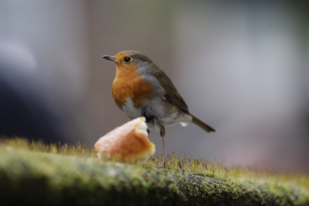 To μακρύ ταξίδι ενός Ευρωπαίου κοκκινολαίμη στον Καναδά