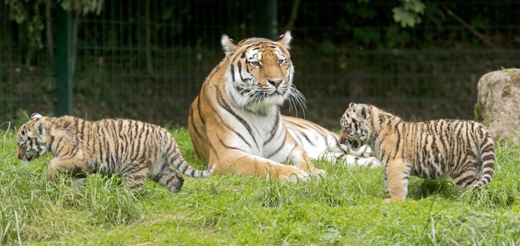«Γονείς τίγρεις»: ποιοι είναι και πώς επηρεάζουν τα παιδιά τους