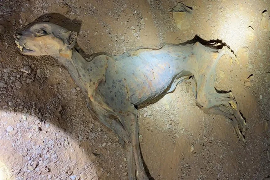 Η επιστροφή των τσιτάχ: Επιστήμονες μελέτησαν DNA από μούμιες και έκαναν μια εκπληκτική ανακάλυψη