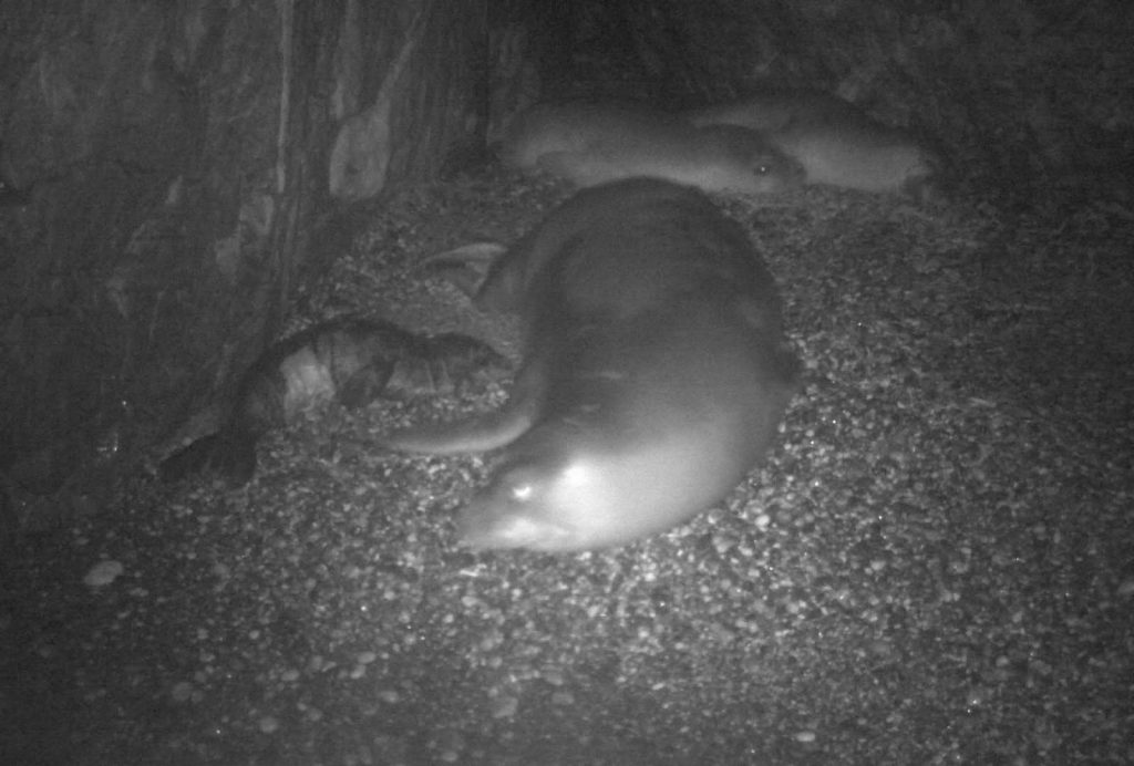 Ρεκόρ γεννήσεων μεσογειακής φώκιας στην Αλόννησο