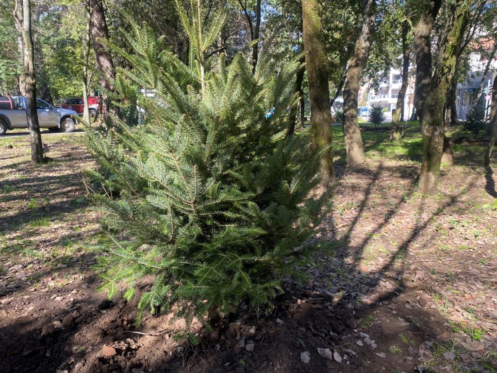 Φύτευσε έλατα στα κεντρικά πάρκα της πόλης ο δήμος Τρίπολης