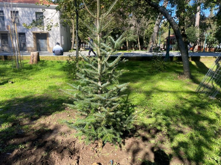 Φύτευσε έλατα στα κεντρικά πάρκα της πόλης ο δήμος Τρίπολης