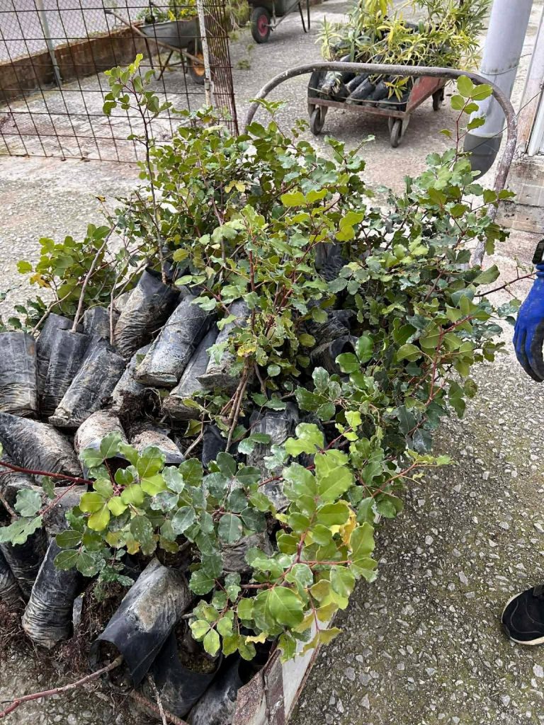 Δήμος Πάτμου: 650 φυτά παρέλαβε από το Περιφερειακό Φυτώριο