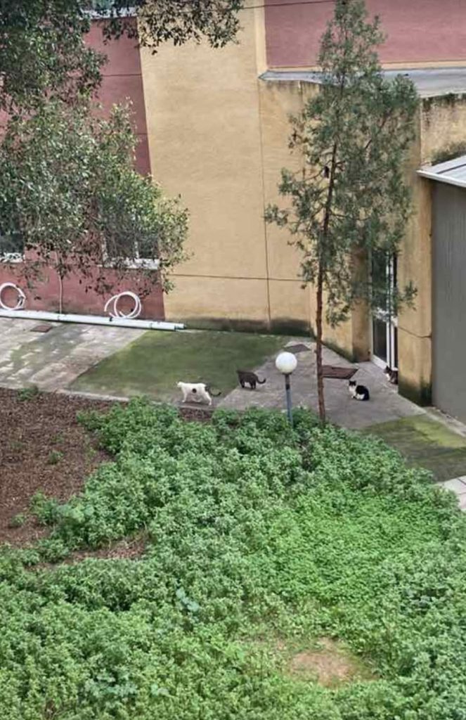 Καταγγελίες για κακομεταχείριση γατιών στο Γενικό Νοσοκομείο της Ρόδου – Τι απαντά ο Διοικητής