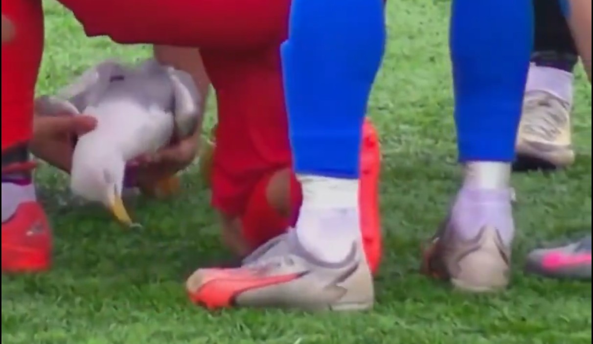 Γλάρος επανήλθε στη ζωή με ΚΑΡΠΑ έπειτα από χτύπημα μπάλας σε ποδοσφαιρικό αγώνα  ​