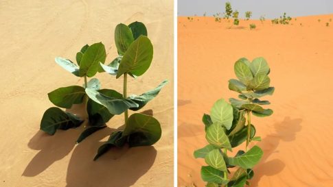 Moltbook: Ήρθε το νέο κοινωνικό δίκτυο μόνο για AI bots και κάποιοι μιλούν ήδη για το τέλος της ανθρωπότητας