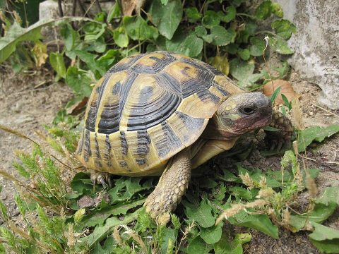 Πέθανε σε ηλικία 95 ετών ο σπουδαίος ηθοποιός, Ρόμπερτ Ντιβάλ
