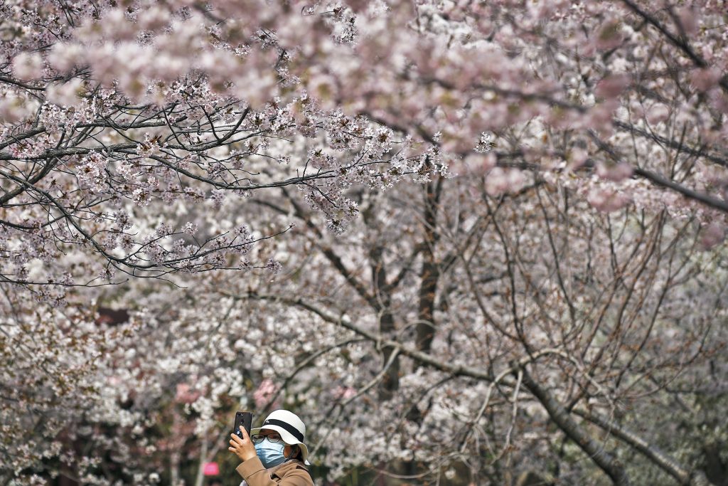 Το φεστιβάλ των ανθισμένων κερασιών στο Φούτζι της Ιαπωνίας ακυρώθηκε λόγω «κρίσης» που προκάλεσαν απείθαρχοι τουρίστες