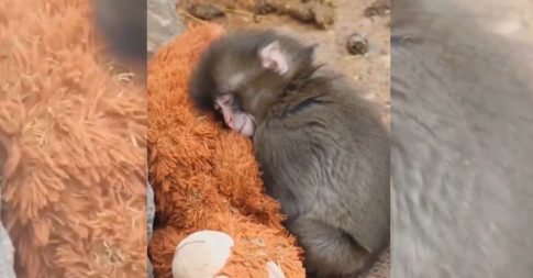 Ιωάννινα: Νεκρή ηλικιωμένη μετά από  παράσυρση – Συνελήφθη ο οδηγός για εγκατάλειψη