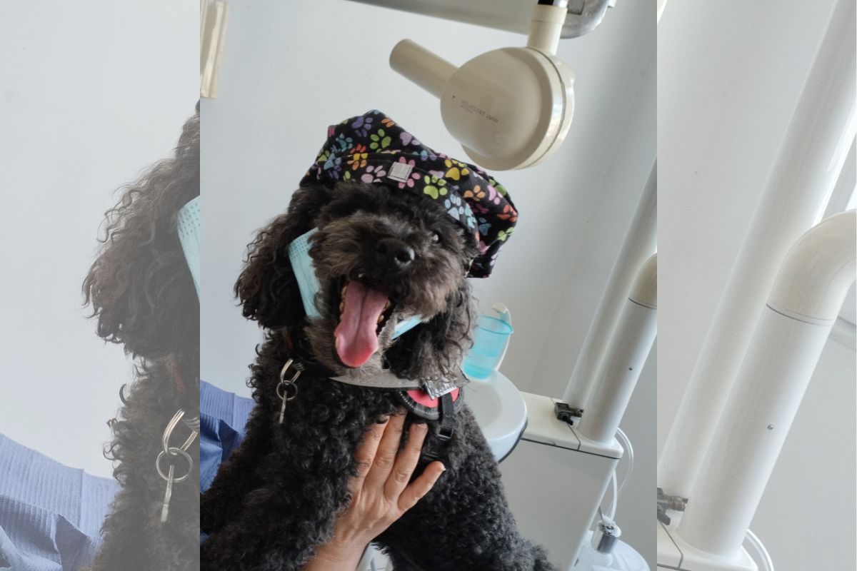 Η Άριελ, η «τετράποδη βοηθός» που μειώνει το οδοντιατρικό άγχος στη Θεσσαλονίκη  ​