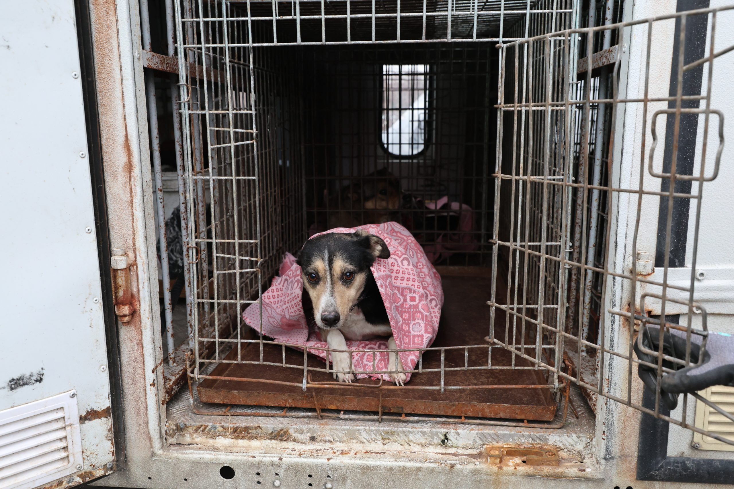 Ρωσικό drone αιματοκύλισε καταφύγιο ζώων στην Ουκρανία  ​