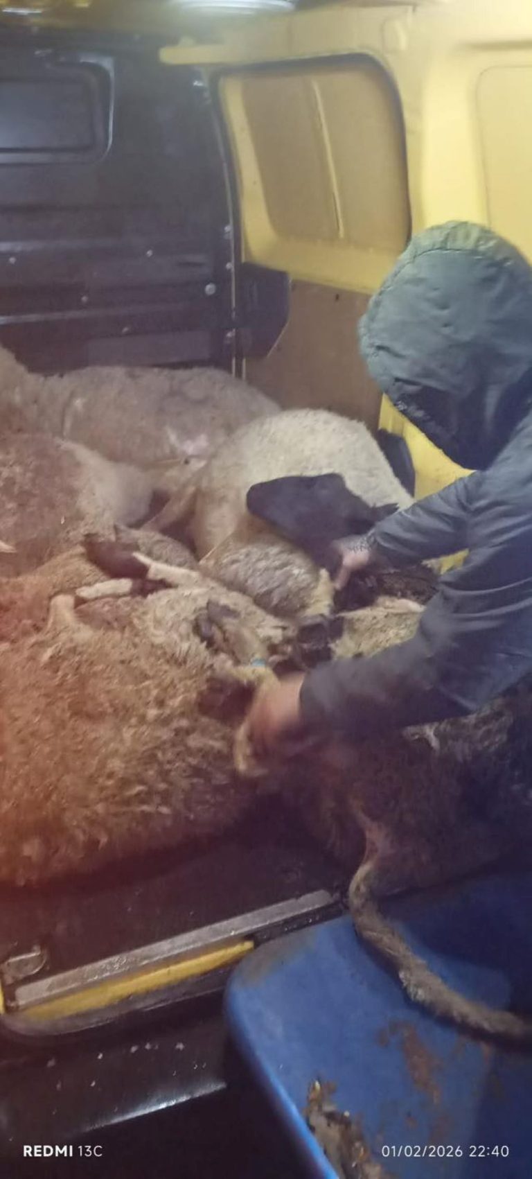 Τελωνείο Προμαχώνα: Επιχείρησαν να περάσουν παράνομα οκτώ ζώα δεμένα σε καρότσα