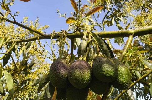 Τρεις συλλήψεις στο Ρέθυμνο για μέθη 16χρονου