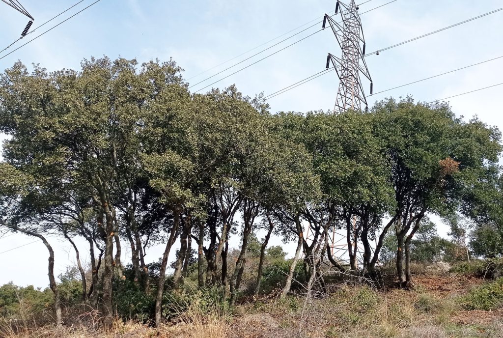 Δήμος Νεάπολης-Συκεών: Παρέμβαση αντιπυρικής προστασίας μεταμορφώνει δάσος στα Πεύκα