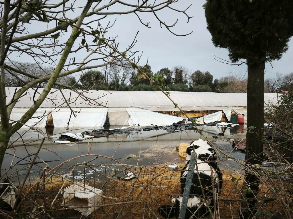 Πλημμύρες στον Μύτικα Πρέβεζας: Καλλιέργειες κάτω από το νερό