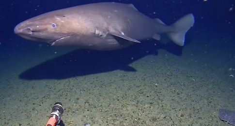 <strong>Πτολεμαΐδα: Πανελλήνια Λαμπαδηδρομία Εθελοντών Αιμοδοτών</strong>