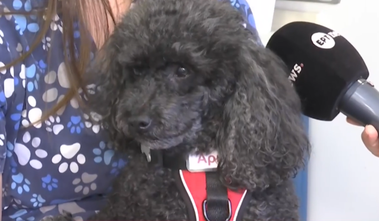 Θεσσαλονίκη: Σκυλάκι σε ρόλο βοηθού οδοντίατρου- Πως λειτουργεί η θεραπευτική υποστήριξη ασθενών με τη βοήθεια ζώων