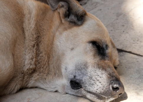Σέρρες: Συλλέκτης εκπομπών και δελτίων ειδήσεων της ΕΡΤ- Εντυπωσιάζει το πλούσιο υλικό