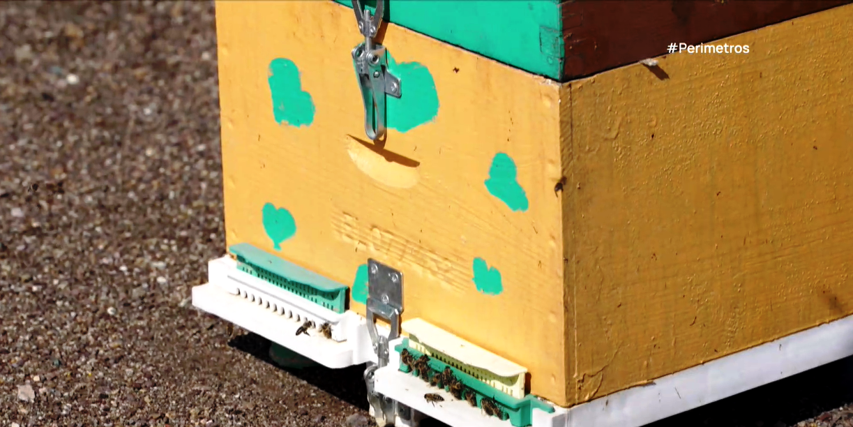 Οι εμβολιασμοί βασιλικών κελιών των μελισσών