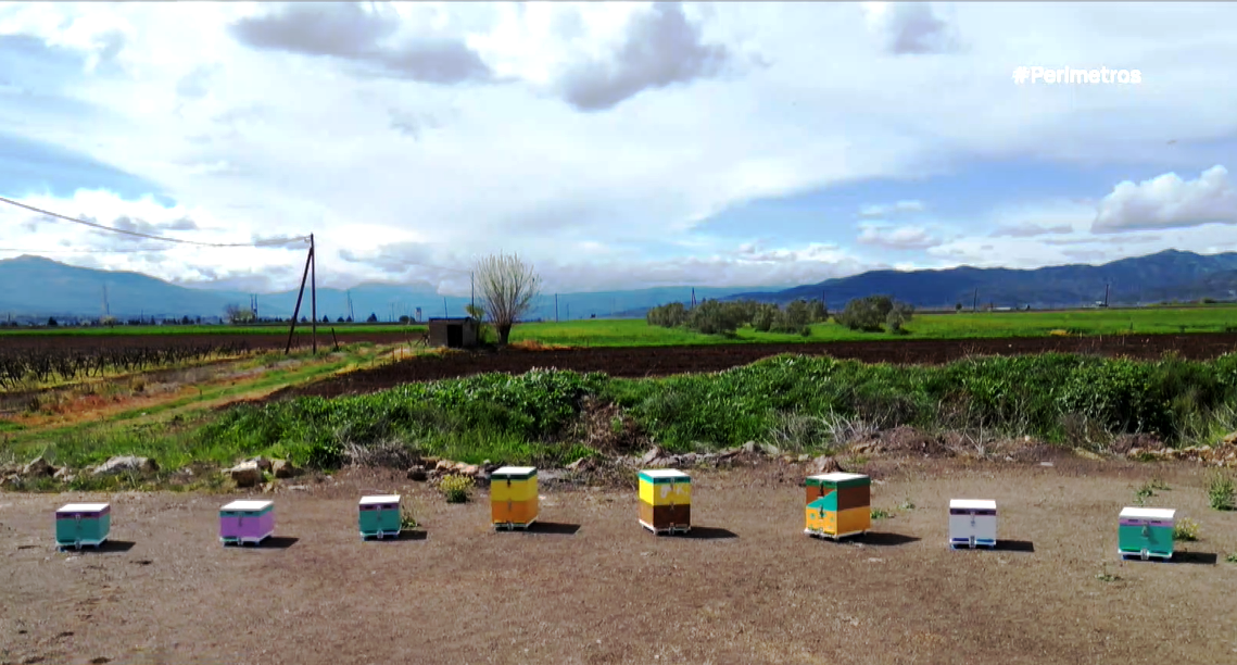 Οι εμβολιασμοί βασιλικών κελιών των μελισσών