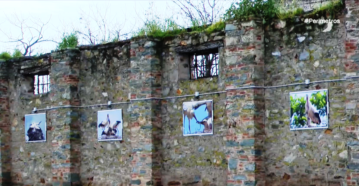 Οι πελαργοί της Γυρτώνης