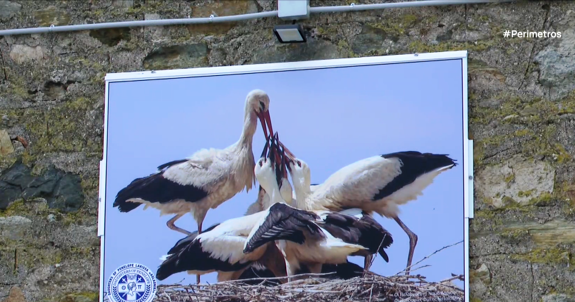 Οι πελαργοί της Γυρτώνης