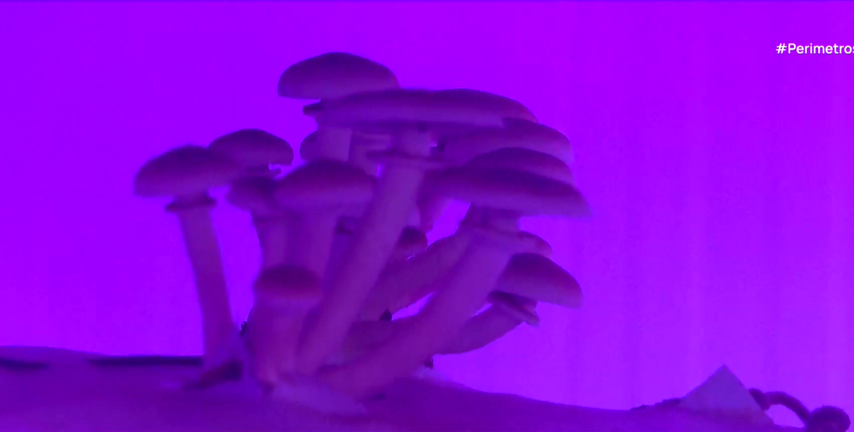 Τοπικές και εισαγόμενες ποικιλίες μανιταριών καλλιεργούνται στην Αρναία Χαλκιδικής