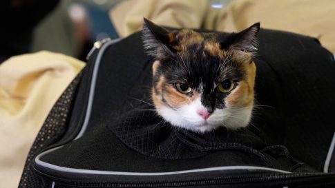 Συνάντηση της ομοσπονδίας βενζινοπωλών με Θεοδωρικάκο: Αντιδράσεις για το πλαφόν, προειδοποιούν με κινητοποιήσεις – Πάνω από 2 ευρώ το λίτρο η βενζίνη