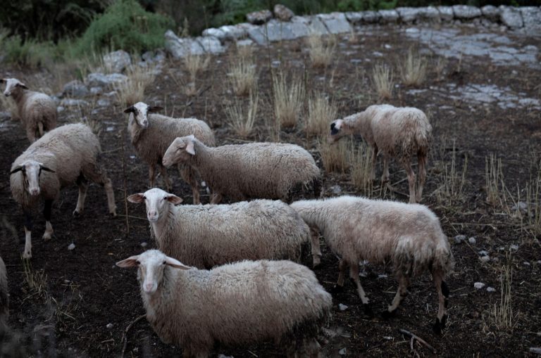 Οκτώ νέα κρούσματα αφθώδους πυρετού στη Λέσβο