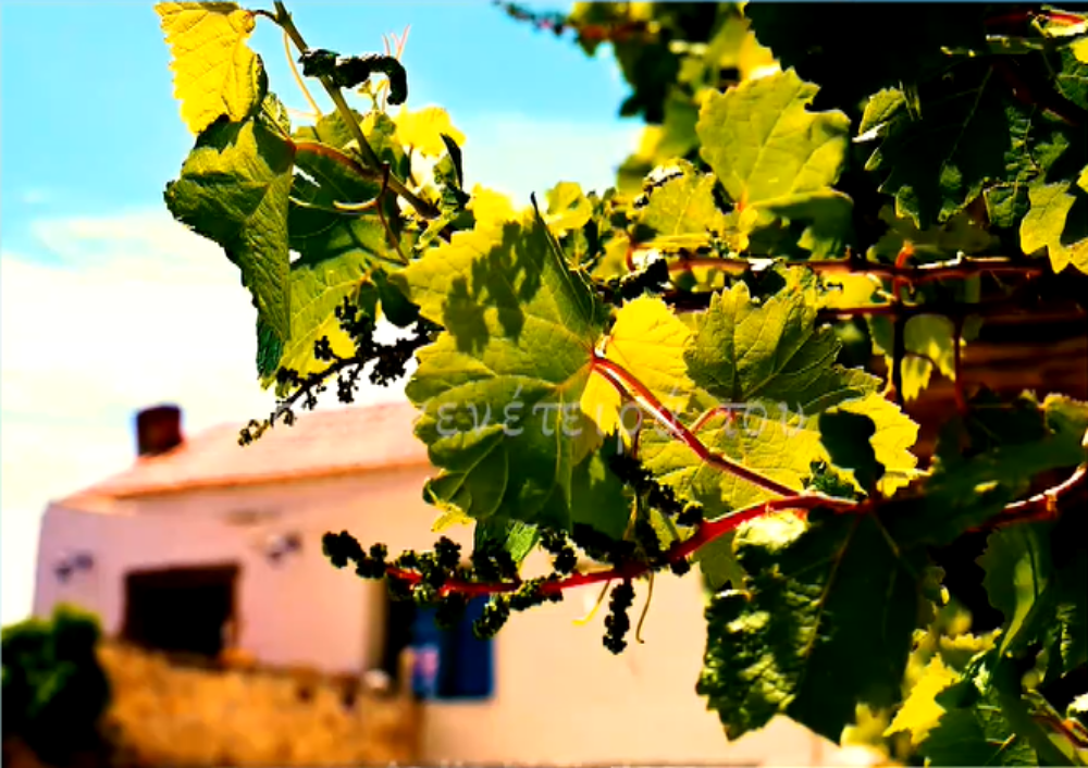 Ο οίνος Μαλβαζία της Μονεμβασιάς στην άυλη πολιτιστική κληρονομιά