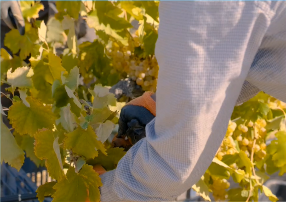 Ο οίνος Μαλβαζία της Μονεμβασιάς στην άυλη πολιτιστική κληρονομιά