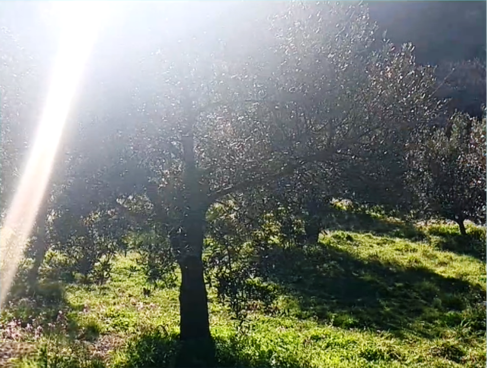 Από τα θρανία της θεολογίας στην βιολογική γεωργία