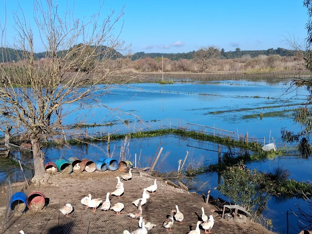 Πλημμυρισμένοι αγροί στον Αλφειό – Στον «αέρα» η καλλιεργητική περίοδος