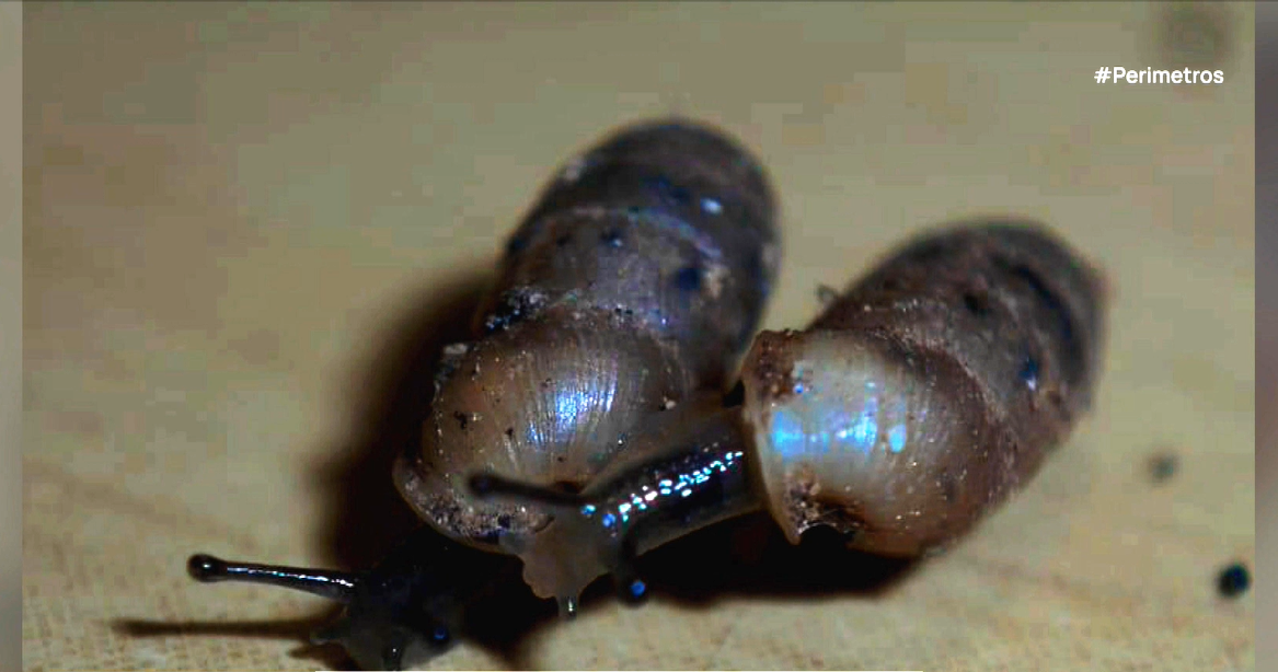 Ο άγνωστος κόσμος των σαλιγκαριών της Πάρου