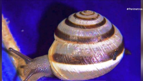 “Send Barron”: H διαδικτυακή καμπάνια για την στράτευση του Μπάρον Τραμπ στον πόλεμο με το Ιράν