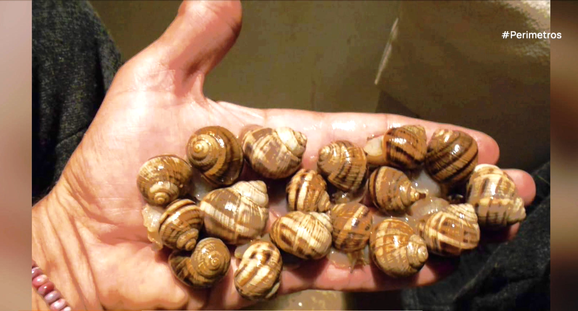 Ο άγνωστος κόσμος των σαλιγκαριών της Πάρου