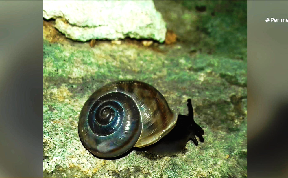 Ο άγνωστος κόσμος των σαλιγκαριών της Πάρου