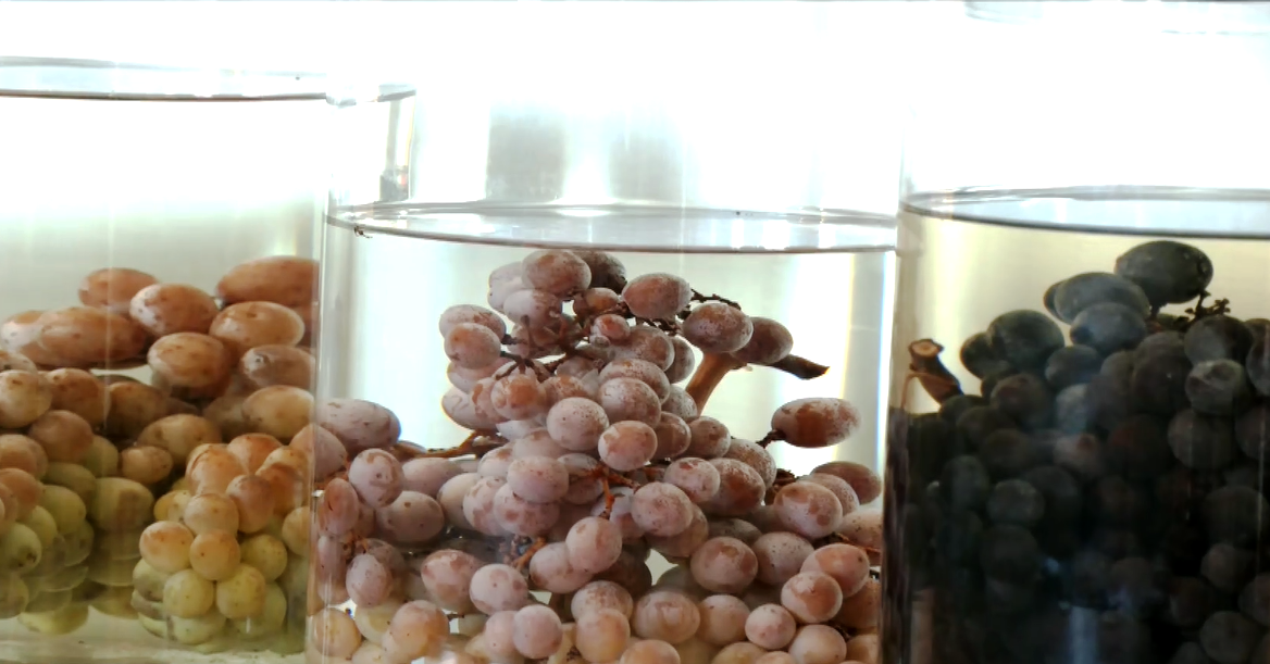 Χρυσά βραβεία στον «Ροδίτη» και το τσίπουρο Τυρνάβου «Old Spirit»