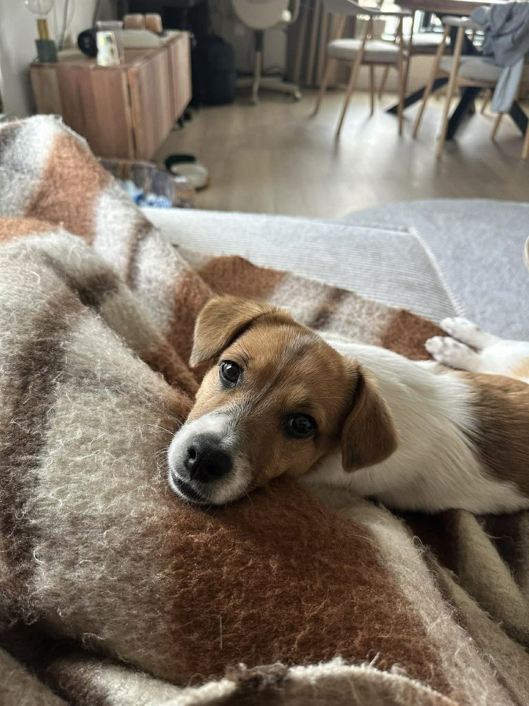 O Ντίνος ο Καρδιτσιώτης και πώς τα σκυλιά έγιναν τα νέα μωρά