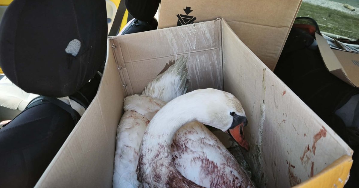 Πυροβόλησαν κύκνο στην Κορωνησία – Διασώθηκε και μεταφέρεται για περίθαλψη