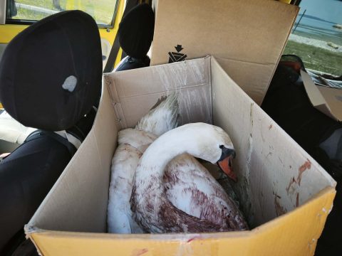 <strong>Με διακρίσεις στο Βαλκανικό οι αθλητές του Ναυτικού Ομίλου Ιωαννίνων</strong>