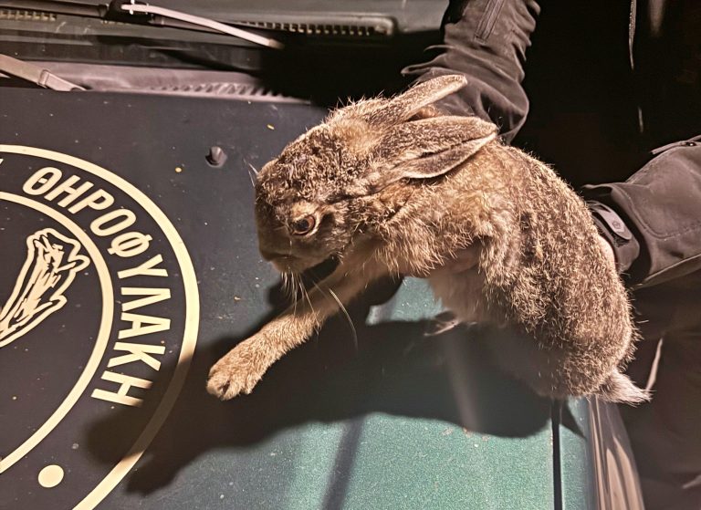Ρέθυμνο: Πήγε να αρπάξει λαγό για την… «εκπαίδευση των σκύλων» του – Πρόστιμο από τη Θηροφυλακή